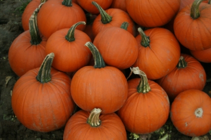 Picture of Pumpkin Mars